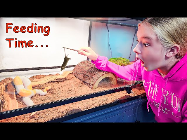 Feeding Trinity's Pet Snake a Mouse!! Banana Pied Ball Python!