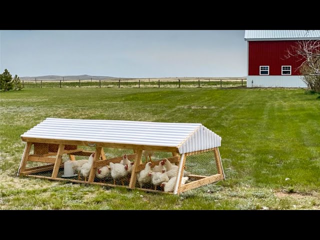 Doing THIS Gave Us the Best Meat Chickens Ever | Butchering Chickens