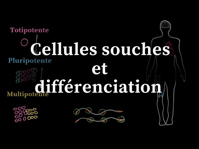 Cellules souches et différenciation