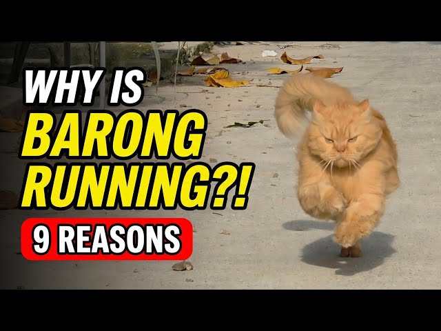 9 Reasons Why Barong Runs (Funny Cat Compilation)