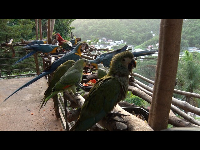 Feathered Friends Giving Macaws And Parrots A Second Chance