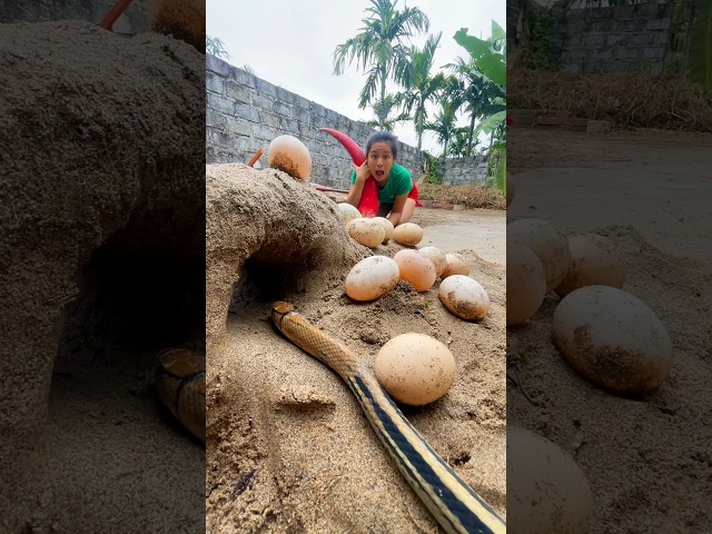 Brave Girl Uses Chicken Eggs To Trap Giant Dnake In Hungry Cave