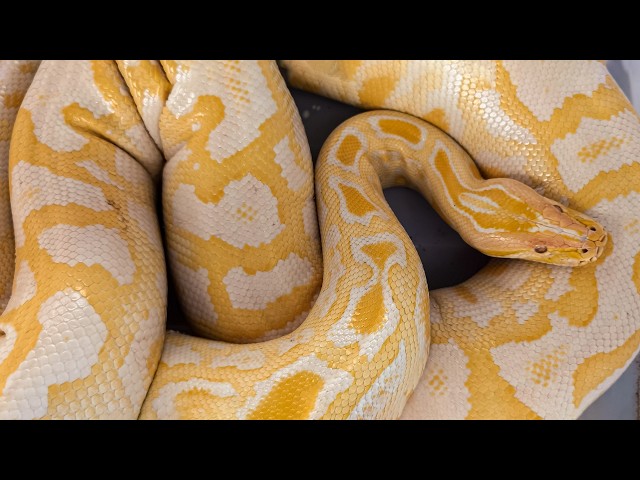 Reticulated Python: The World's Longest Snake