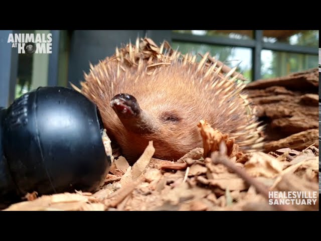 Have you ever seen an echidna stretch like this?