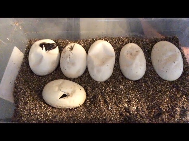 Clutch #4 cutting, let’s look at some Babies