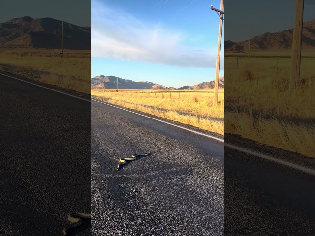 Big Gopher Snake Crossing The Road! #shorts #snake #wildlife
