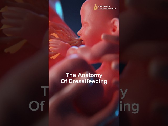 The 🤯 Anatomy of Breastfeeding ✨Bodies are AMAZING✨