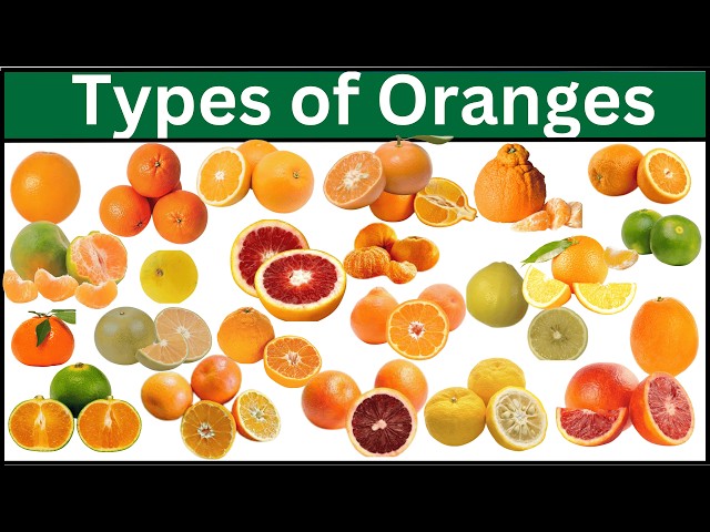Types of Oranges | Explore 60 Orange Varieties Around the World
