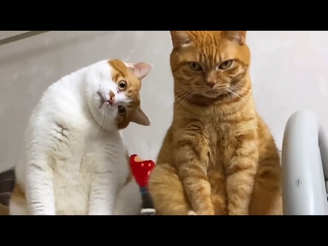 The Funniest and Most Dramatic CATS Video Ever! 😂🐱
