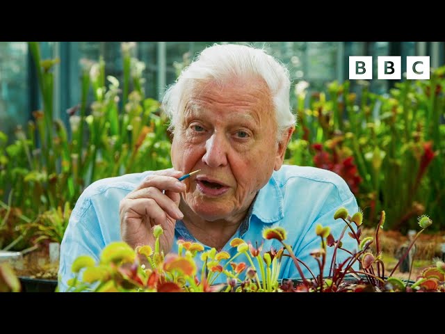 Venus fly traps can COUNT! 😲 The Green Planet 🌱 BBC