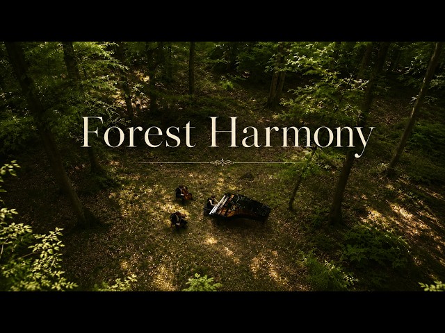 숲속 깊은 곳 울려 퍼지는 클래식 선율🌲🎻 명상 휴식 카페음악 추천 플레이리스트 편안한 하루를 위한 음악감상