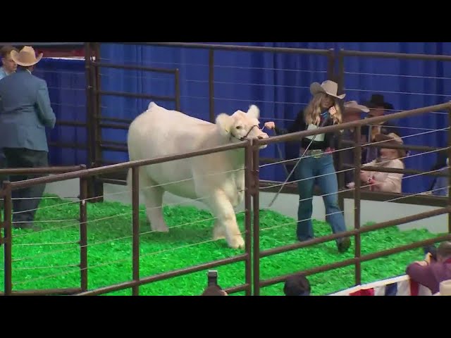 2024 Fort Worth Stock Show Grand Champion Steer sells for $340,000