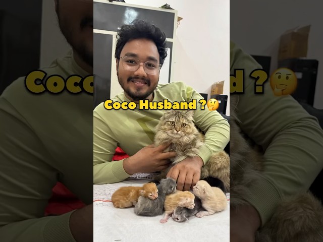 Who's Coco's Husband 😕 #shorts #Vlog #Minivlog #cat