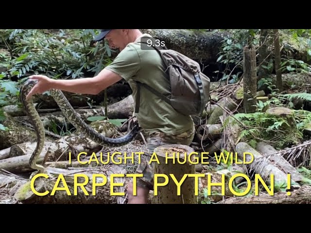 Wild Carpet python; do we give our giant snakes enough room?
