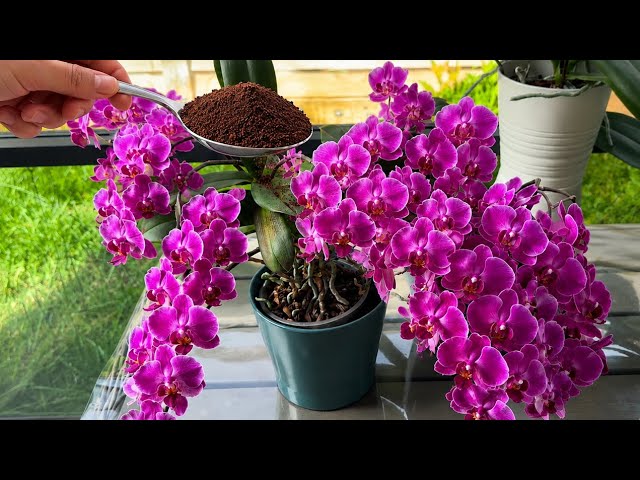 Do this this summer! It will never fail! Your orchids will be blooming all summer long!