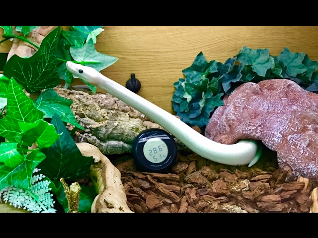ROYAL PYTHON CARE