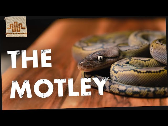 THE MOTLEY | Morph Spotlight