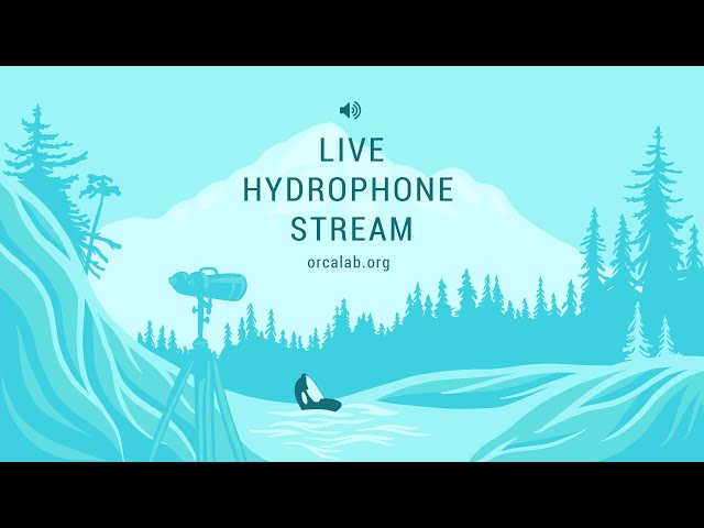 OrcaLab Live Hydrophone Audio