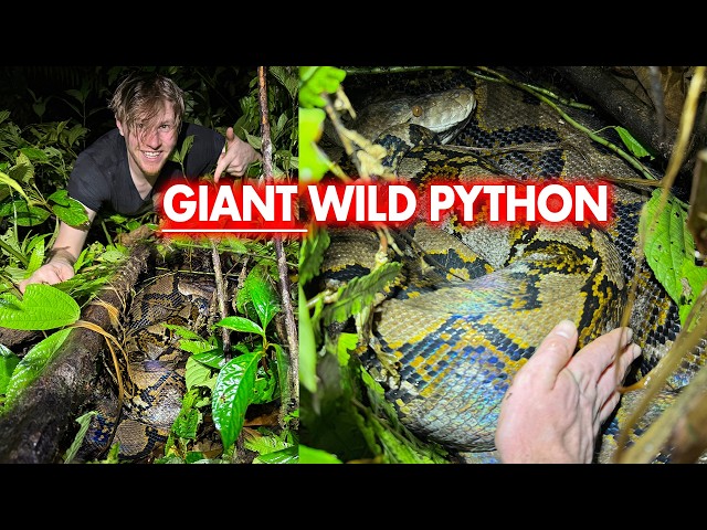 This is the biggest snake I have EVER seen!