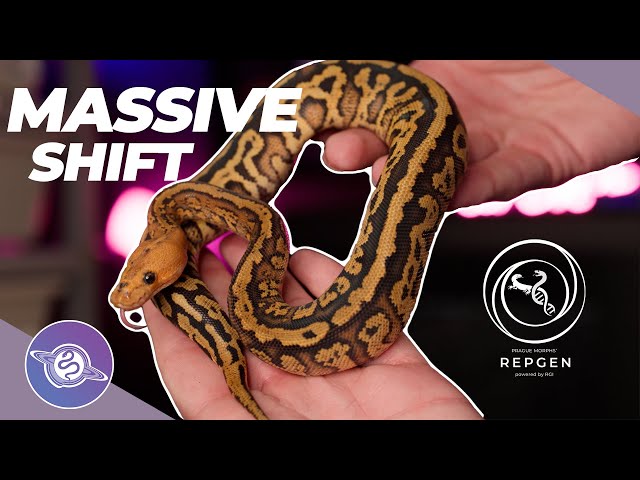 RGI Expanding BEYOND the EU?! | #ballpython #snake #reptiles