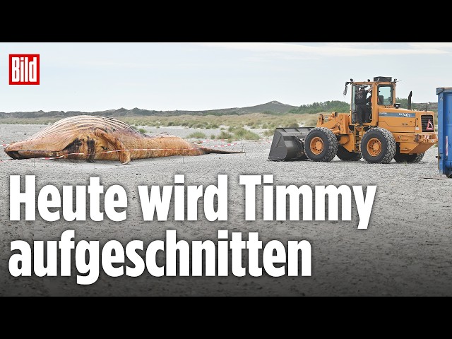 🔴 Timmy-Obduktion am Strand – Experten nehmen heute den toten Buckelwal auseinander
