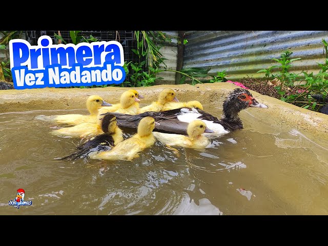 Ducklings Bathing for the First Time 🦆 After 15 Days