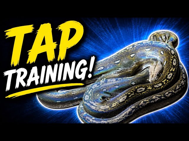 Tap Training your Snake!