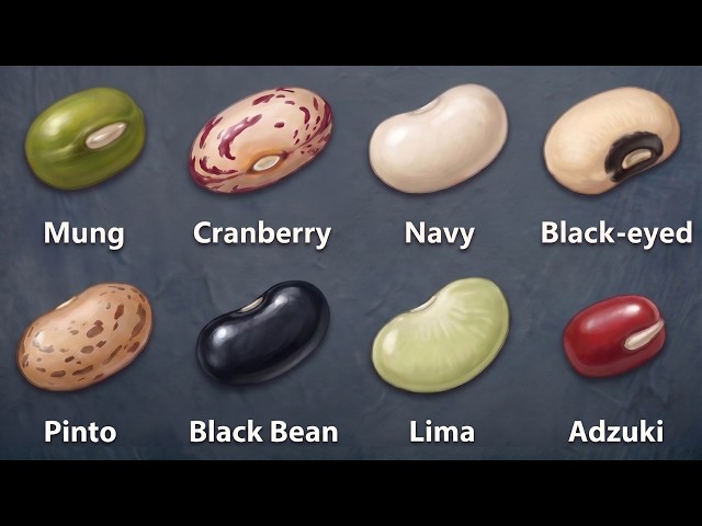Every Bean Explained