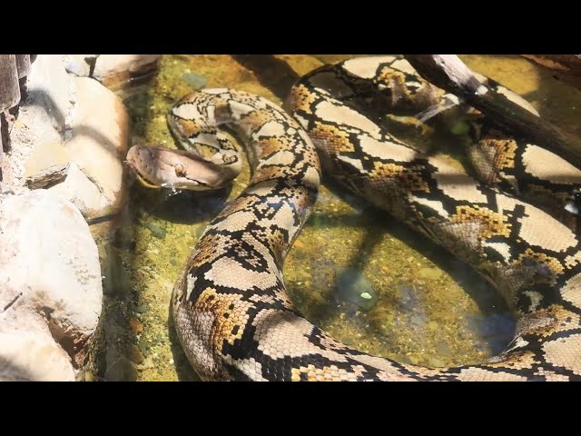 Massive Python spotted in Ballito