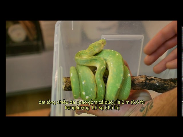 KỲ LẠ PETS: Ex-chelTV | Tree Pythons( trăn cây)