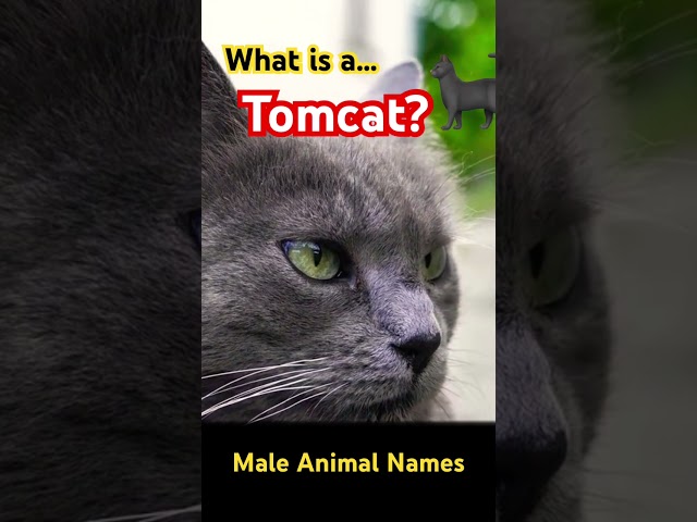 🐈‍⬛ What is a Tomcat? What type of cat is a Tomcat? Why is a cat called Tom? #tomcat #tomcats #cats