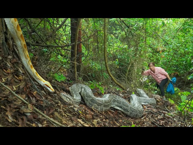 Time Lapse: A Terrifying Encounter – Harvesting Frogs While Giant Python Strikes! 🐍