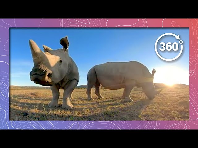 The Sixth Mass Extinction in 360 5K