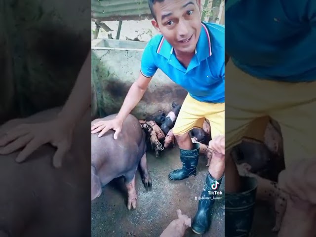 La choncha que parió 2 veces en una semana#humor #comedia #risa #risas