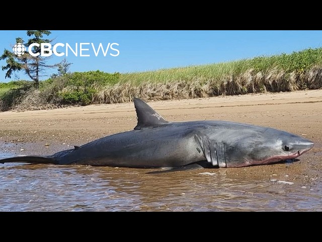 Kayakers found a dead shark. Then came the necropsy