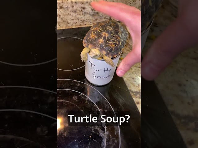 Turtle Soup