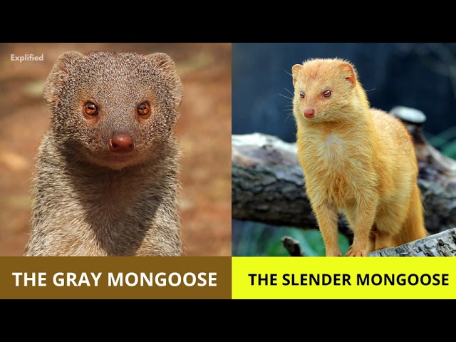 Mongoose 101 - Interesting Facts about Mongooses