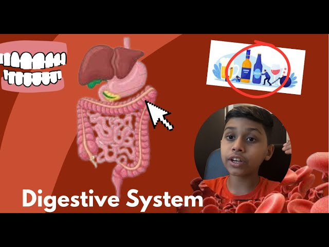 The Human Digestive System ( simplified )