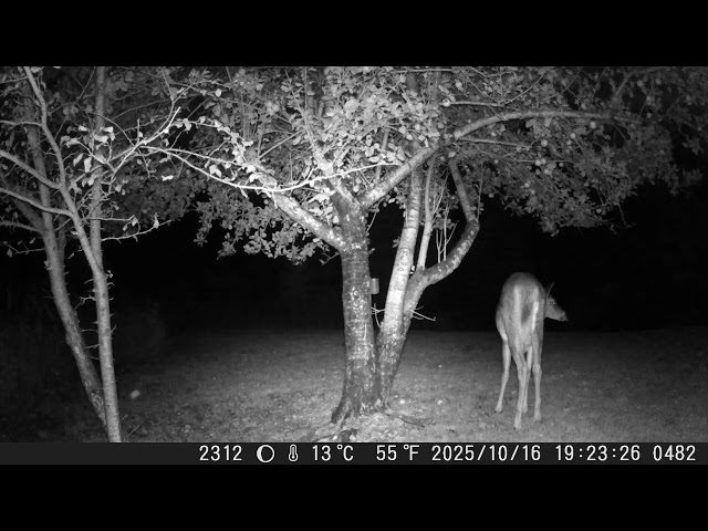 2025 — DSCF1482