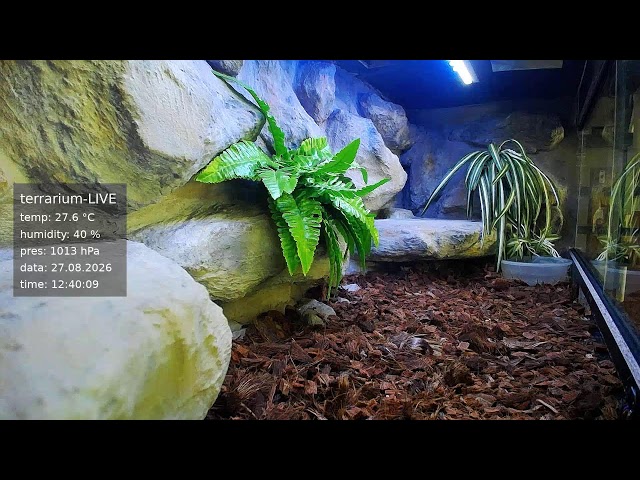 terrarium-LIVE 🔴 27/08/2026 🐍 Ball Python Regius Snake