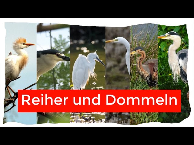 Reiher und Dommeln Deutschlands und Mitteleuropas unterscheiden