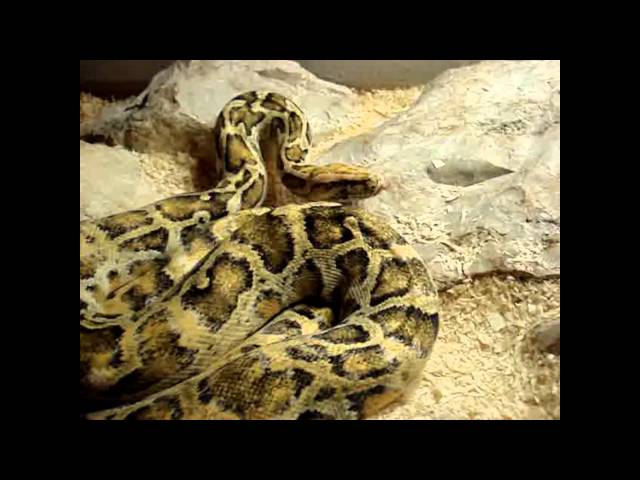 paradox albino burmese python