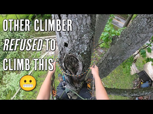 Hazardous Tree Removal!
