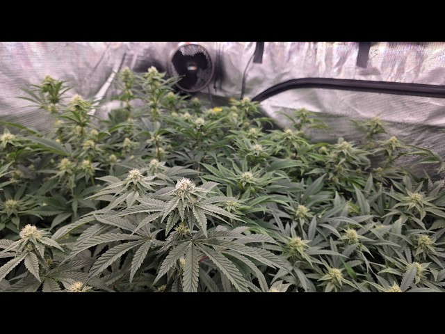 Healthy Roots, Transplanting & Breeding