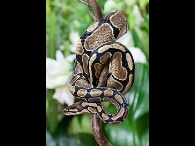 Python Tutorial   Python Full Course for Beginners in Tamil