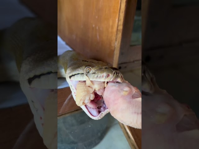 ULAR KESAYANGAN MUKBANG KEPALA AYAM⁉️SAMPAI MINTA DISUAPIN⁉️