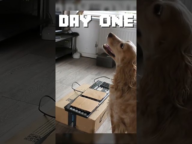 Can My Dog Beat Minecraft With Just Two Buttons?