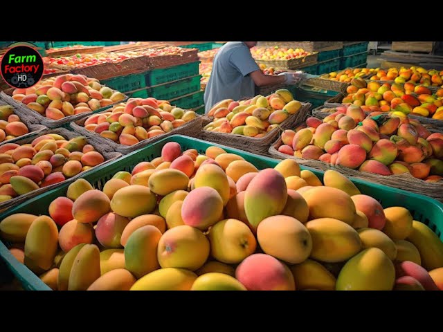 How Australian Farmers Produce Thousands Of Tons Of Mangoes | Best Mango Farm in The World