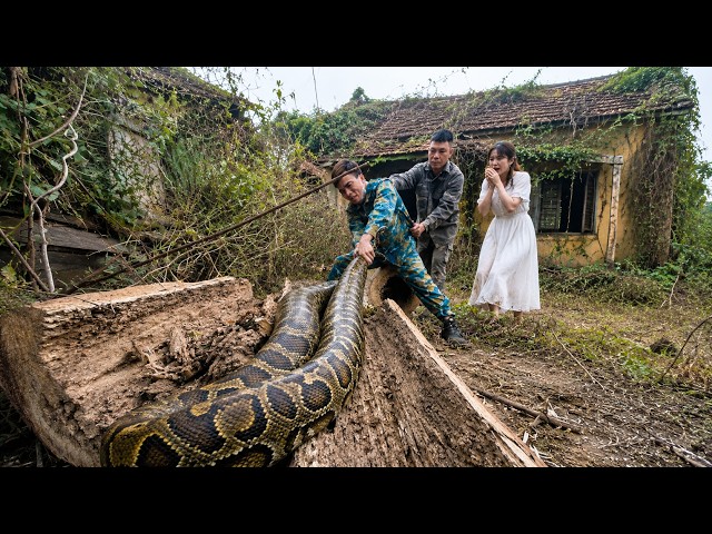 [TIMELAPSE] Catching a Giant Python in an Abandoned House, Beautiful Girl paid $18,000 for old house