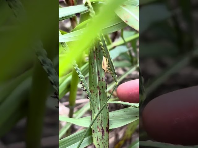 Rice stink bugs (Oebalus pugnax)
